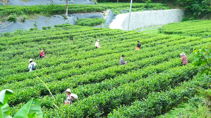 喜茶、古茗、茶话弄!原来有“汉中味道”→