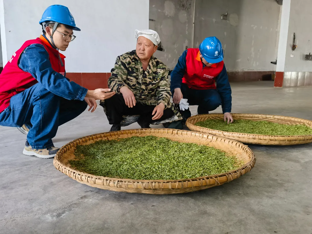 undefined “最美茶乡”产茶忙 电力护航茶飘香