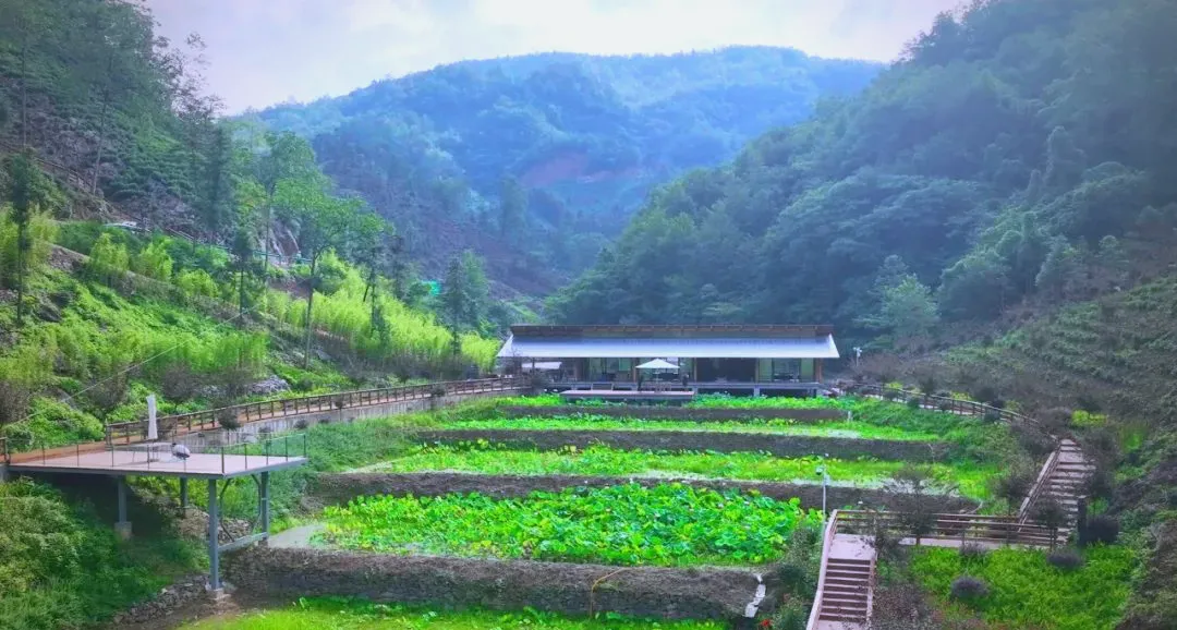 茶旅新地标！楮溪源景区带你开启茶旅融合新体验！