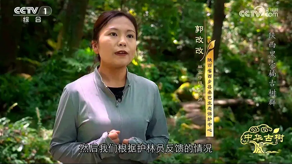 央视聚焦！西乡这片古树林惊艳了全国！