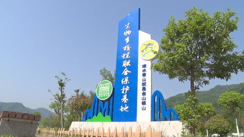 17只羚牛首度同框！揭秘秦岭24小时→