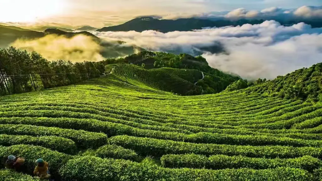 上半场，稳中有进向新向好！