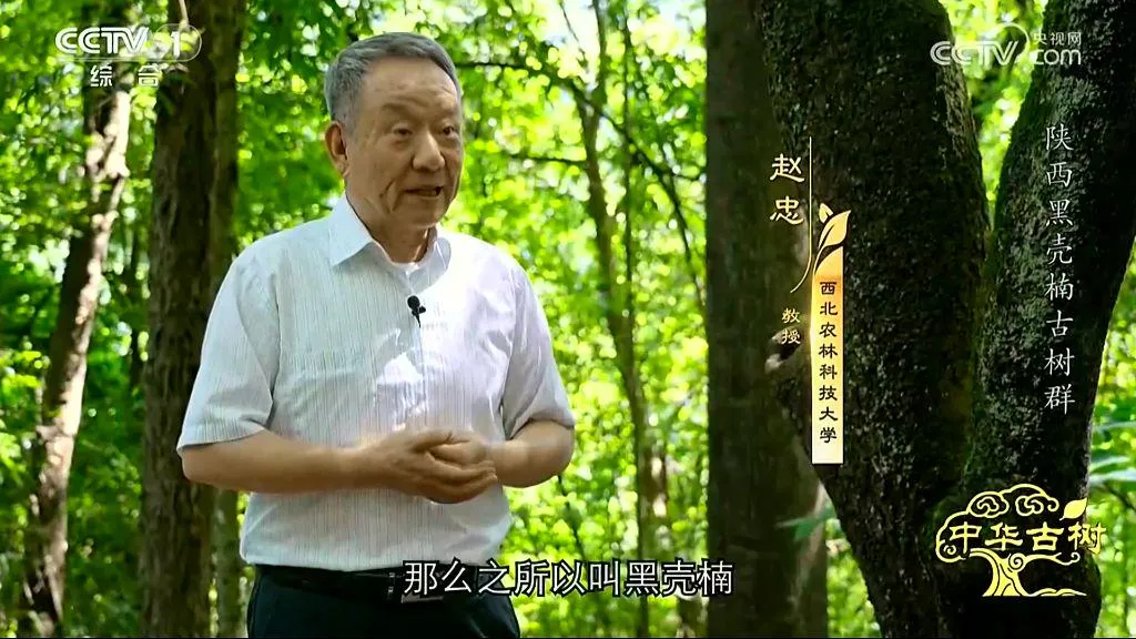 央视聚焦！西乡这片古树林惊艳了全国！