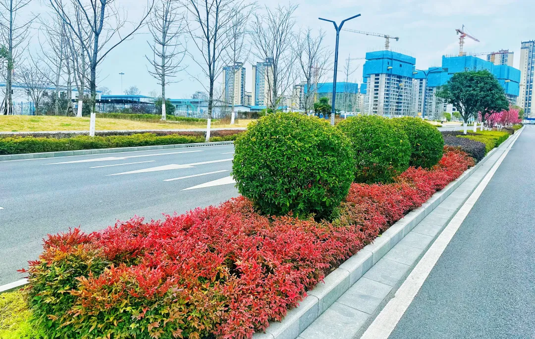 春日预报！汉台街头一大波花卉强势来袭