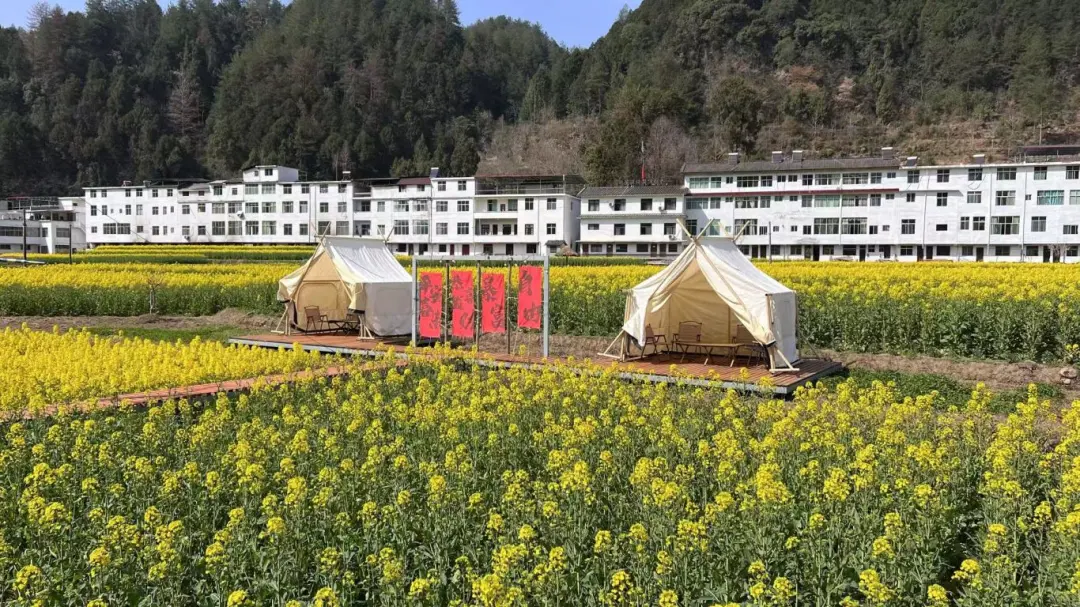 2025汉中镇巴春日盛宴,解锁油菜花海文旅新玩法!