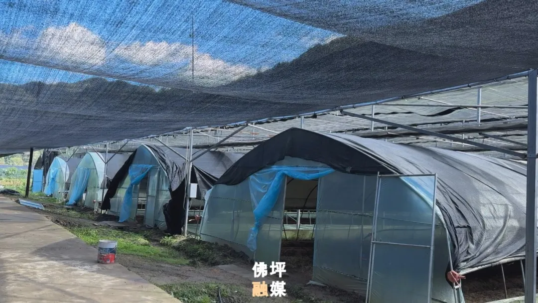 佛坪：大棚飘出菌菇香！富硒食用菌丰收，村民家门口就业增收