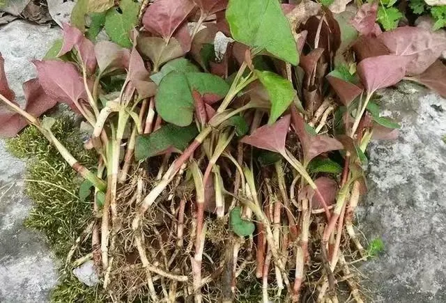 赏春花，吃春菜，把春天“吃进肚子”