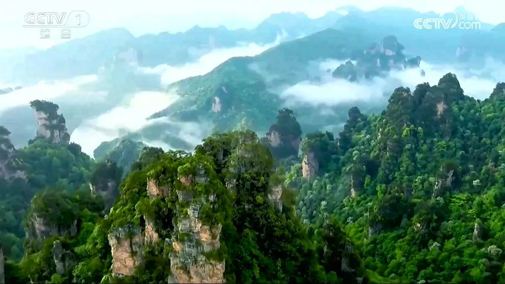 央视聚焦！西乡这片古树林惊艳了全国！