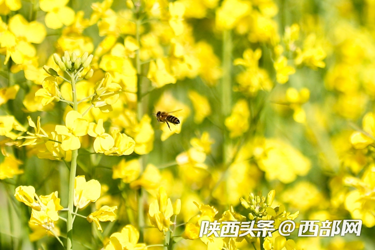 生态高颜值·发展高质量｜油菜花、牡丹花、黑稻田 汉中洋县有机产业有自己的“三原色”
