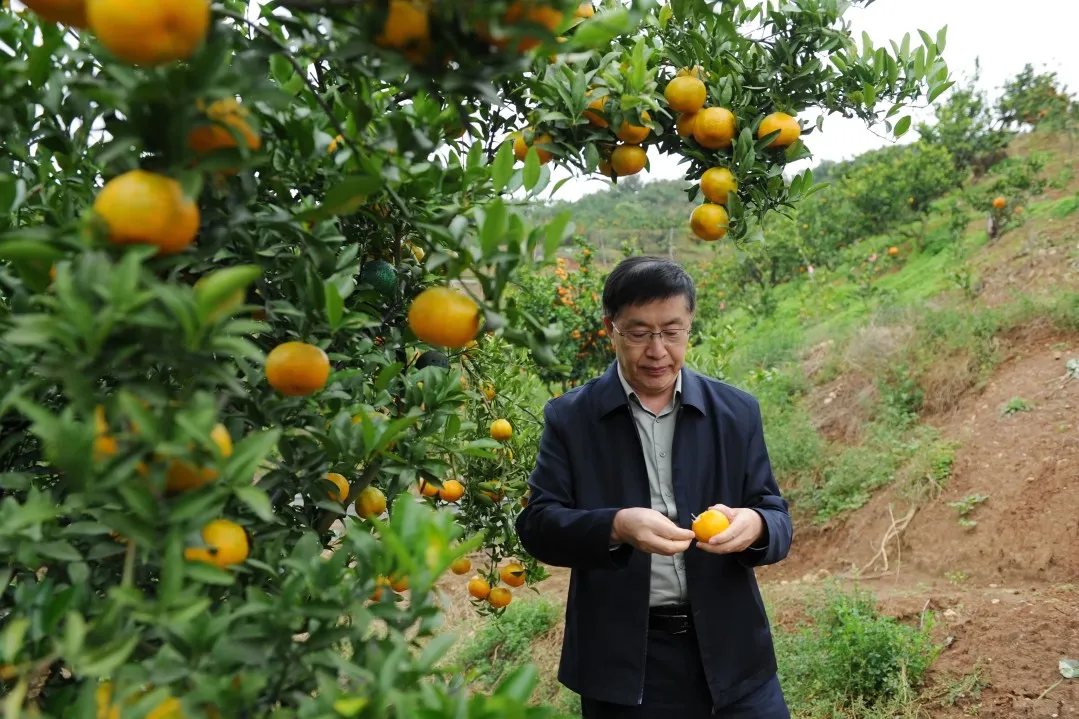 全国首个桔皮融合茶品！预计亩收益翻10倍→