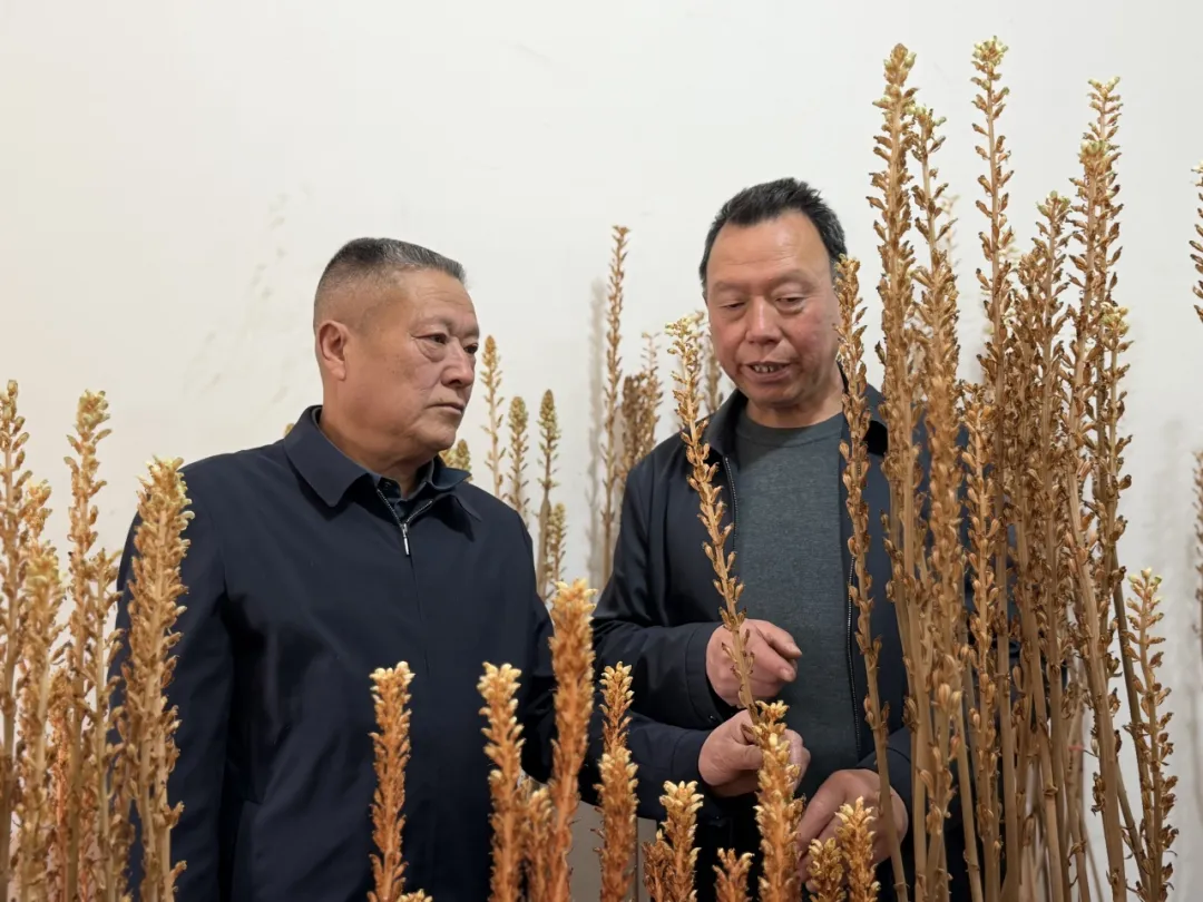 一株天麻,撬动20亿产值!汉中做到了!
