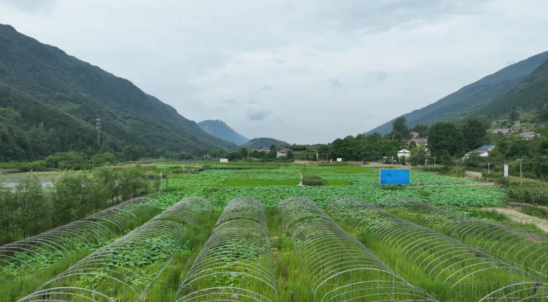 巴山镇：闲置地变身丰收田 冷水菜拓宽增收路