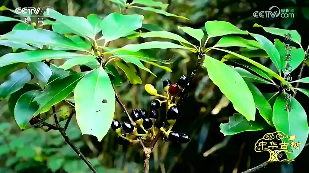 央视聚焦！西乡这片古树林惊艳了全国！