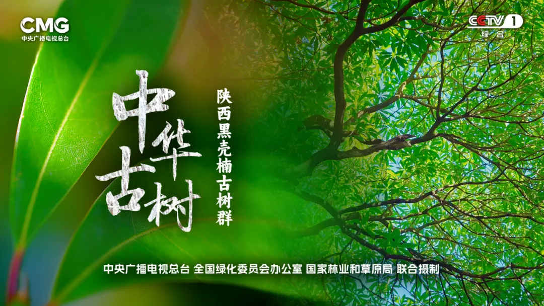 央视聚焦！西乡这片古树林惊艳了全国！