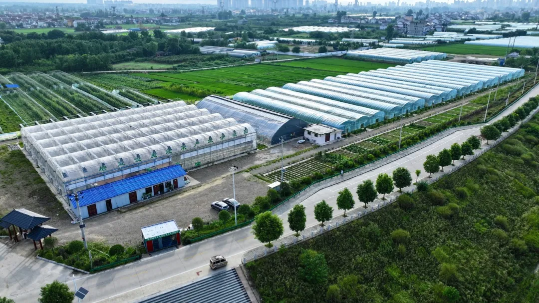 汉台税务:税惠赋能 助力汉台农业“瓜果飘香”