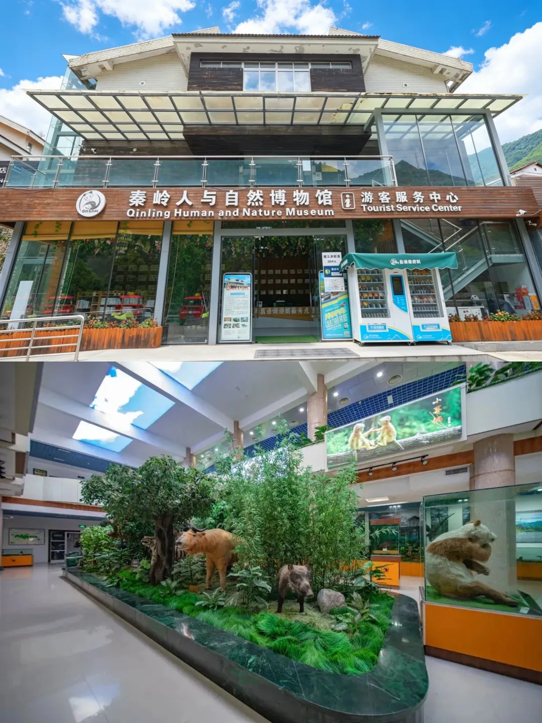 彩林美如画，金丝猴萌到化！秦岭深处的秋日太治愈