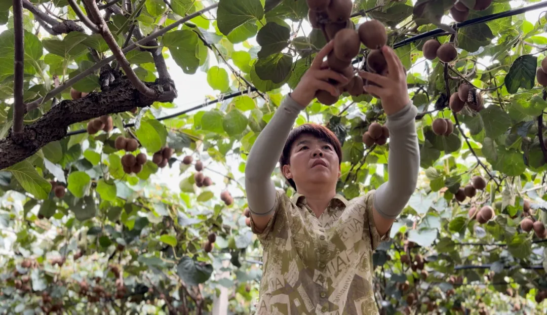 总产值破40亿！汉中果业成农户甜蜜事业