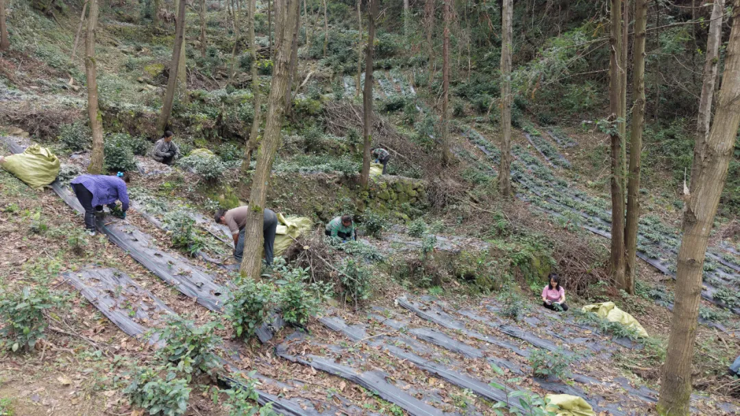 一边收一边种,长岭镇林下药香拓富路