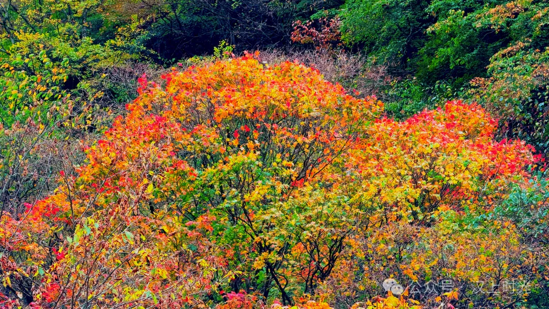 黎坪红叶节启幕,山色把秋天递到了眼前!