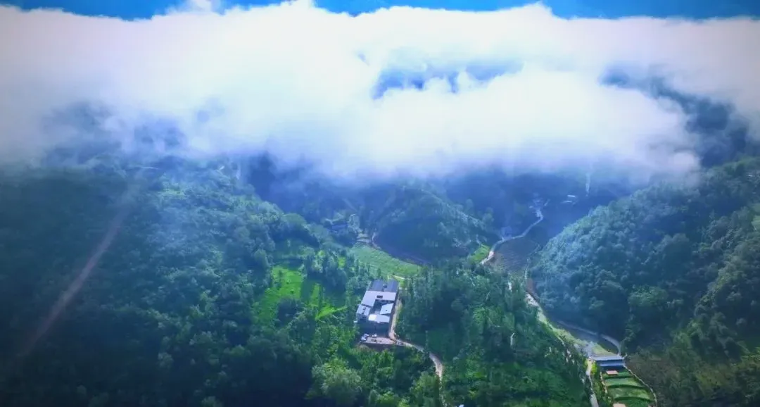 茶旅新地标！楮溪源景区带你开启茶旅融合新体验！