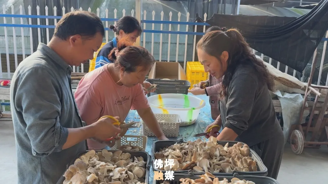 佛坪:大棚飘出菌菇香!富硒食用菌丰收,村民家门口就业增收