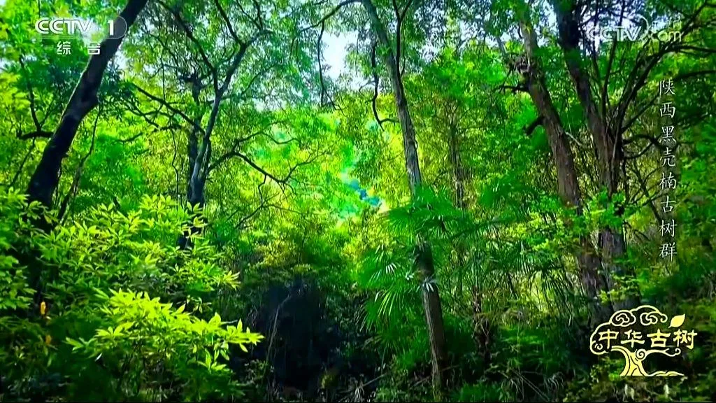 央视聚焦！西乡这片古树林惊艳了全国！
