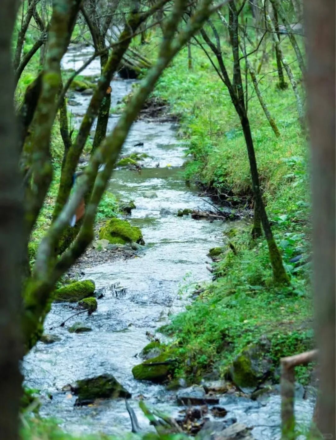 清明春假去哪玩?留坝这几条神仙路线,把秦岭春天一网打尽