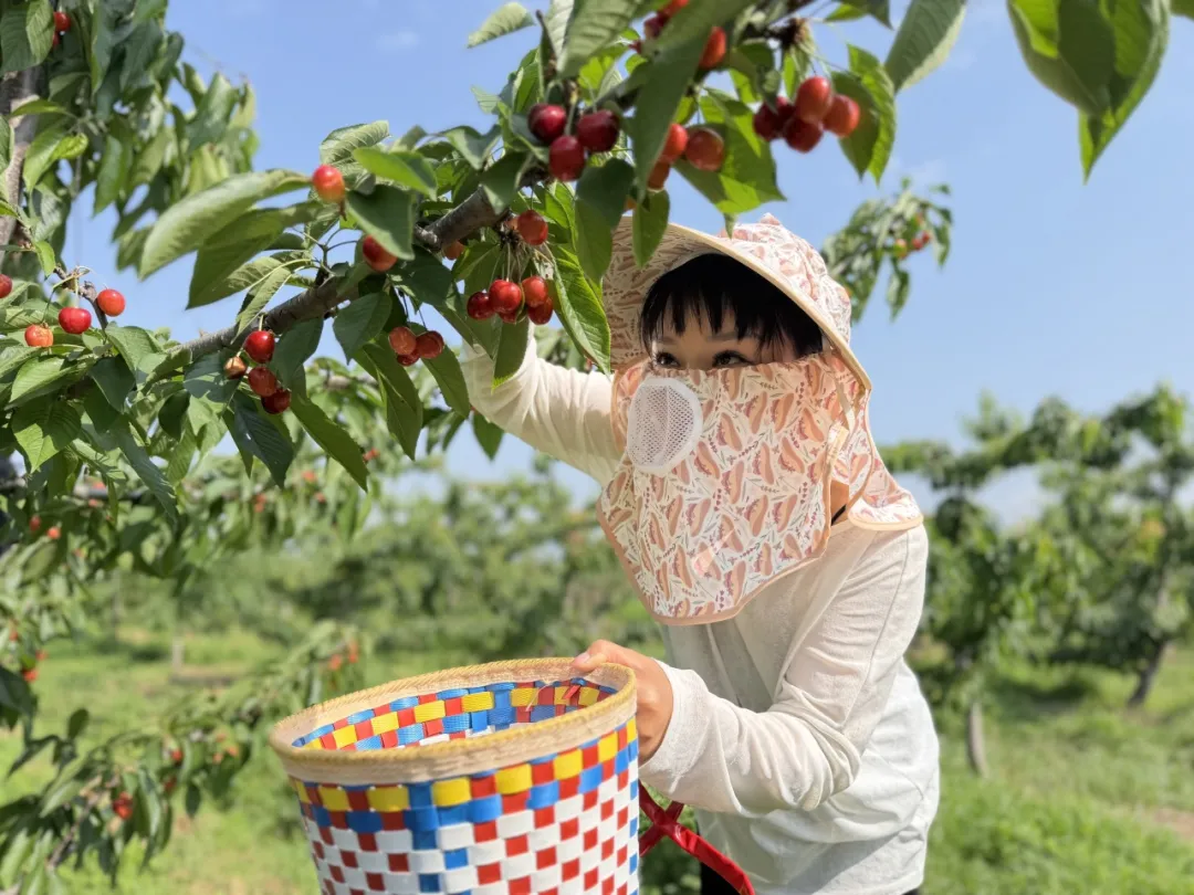 甜的mo发!汉中樱桃迎来采摘季~