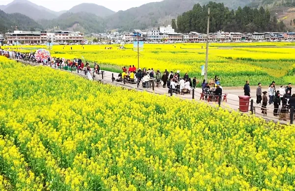 清明打卡黎坝，看《风起巴山》，赏限定花海