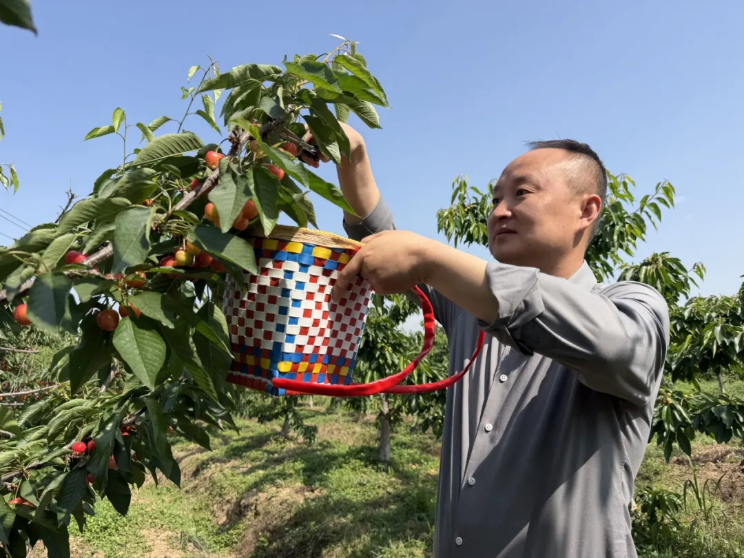 甜的mo发!汉中樱桃迎来采摘季~