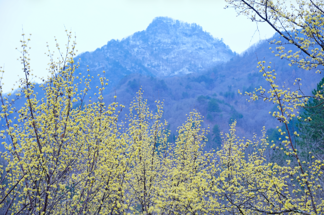 佛坪春日漫之旅：雪山缀金黄，烟火伴清欢，这才是春天该有的样子