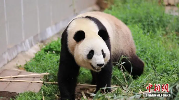 陕西汉中：朱鹮县城筑巢见证人与自然共生新图景