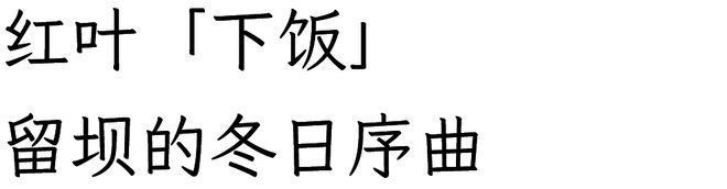 秋天的最后一场旅行,依旧选留坝?
