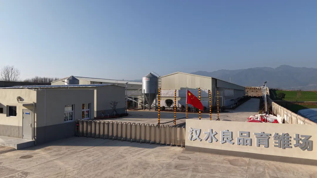 正式投产！首批20万羽蛋鸡落户汉台→