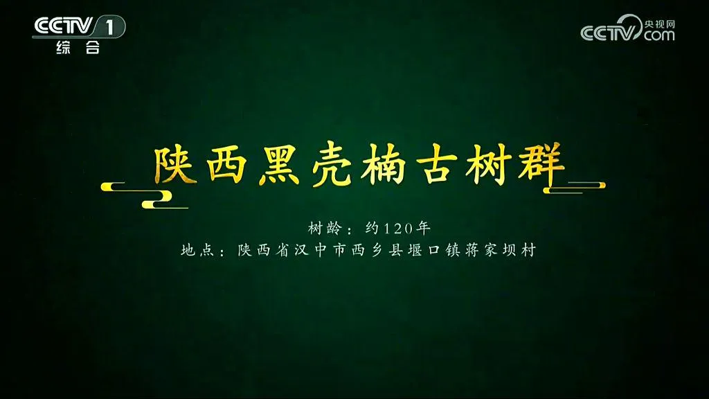 央视聚焦！西乡这片古树林惊艳了全国！