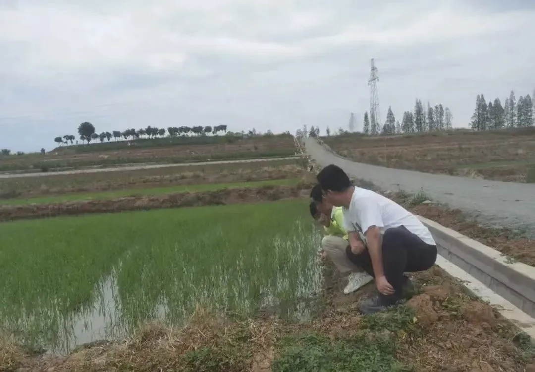 汉台:“插管并进”助力水稻生产起好步