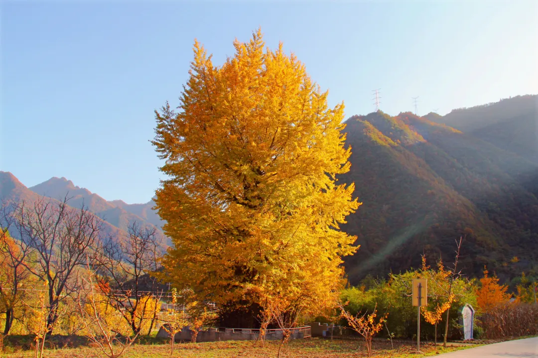 邂逅秦岭最美廊道，赴一场留坝秋日之约