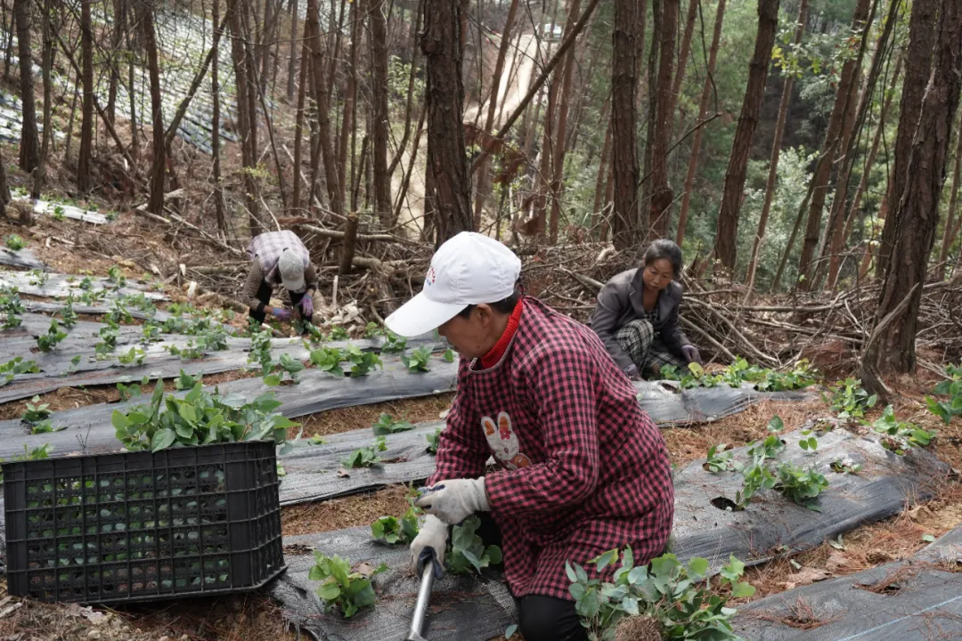 一边收一边种,长岭镇林下药香拓富路
