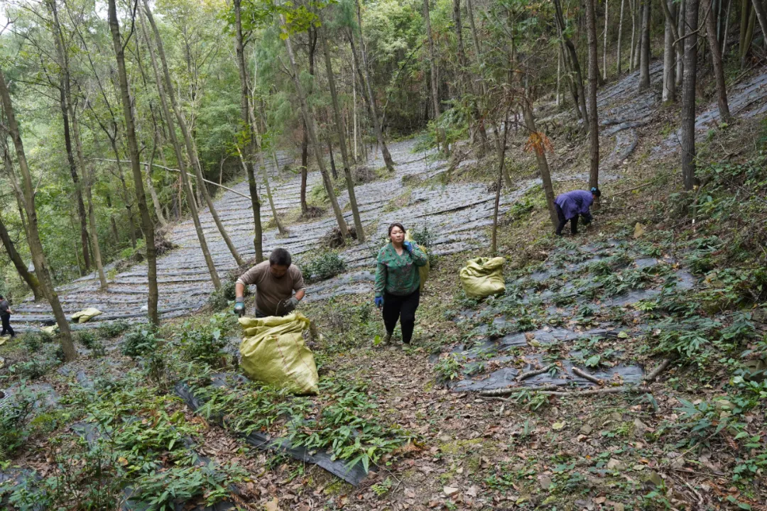 一边收一边种，长岭镇林下药香拓富路
