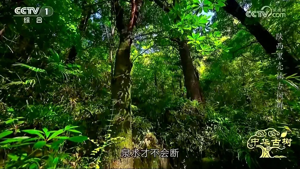 央视聚焦！西乡这片古树林惊艳了全国！
