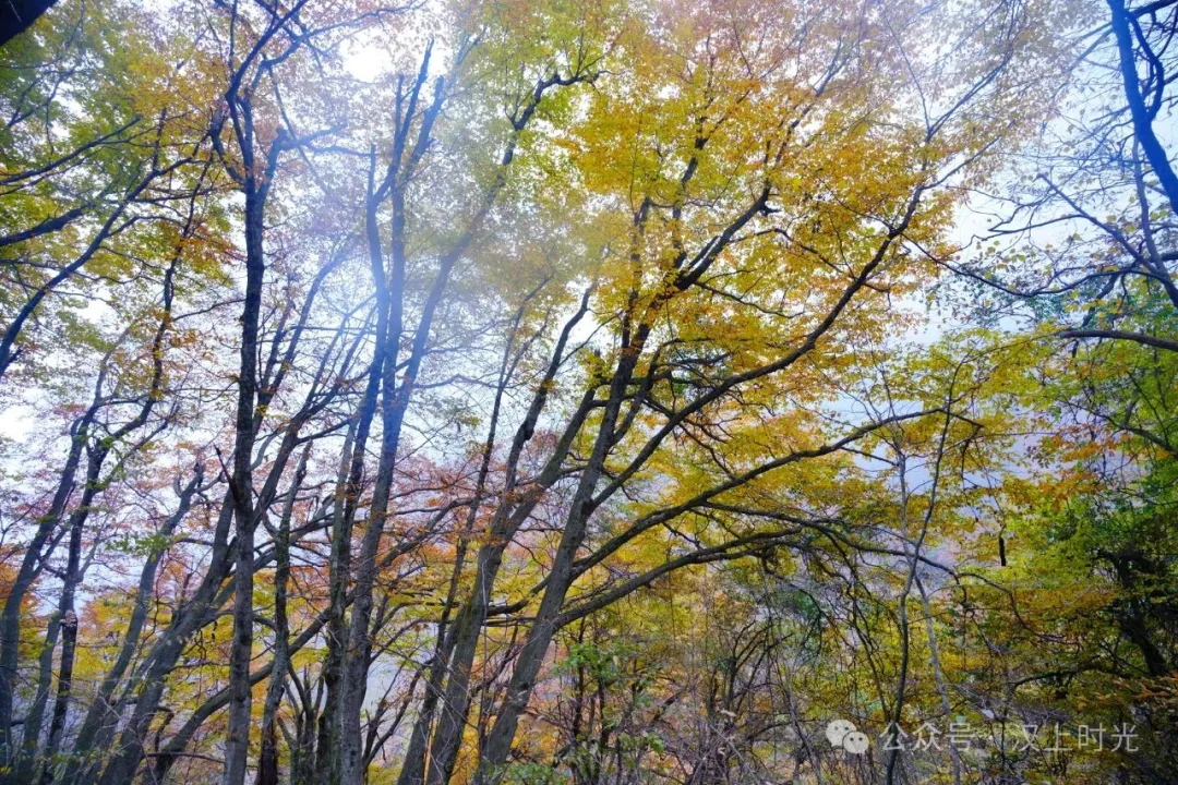汉中龙头山：云雾裹着秋景，像是在彩林间画了层渐变。
