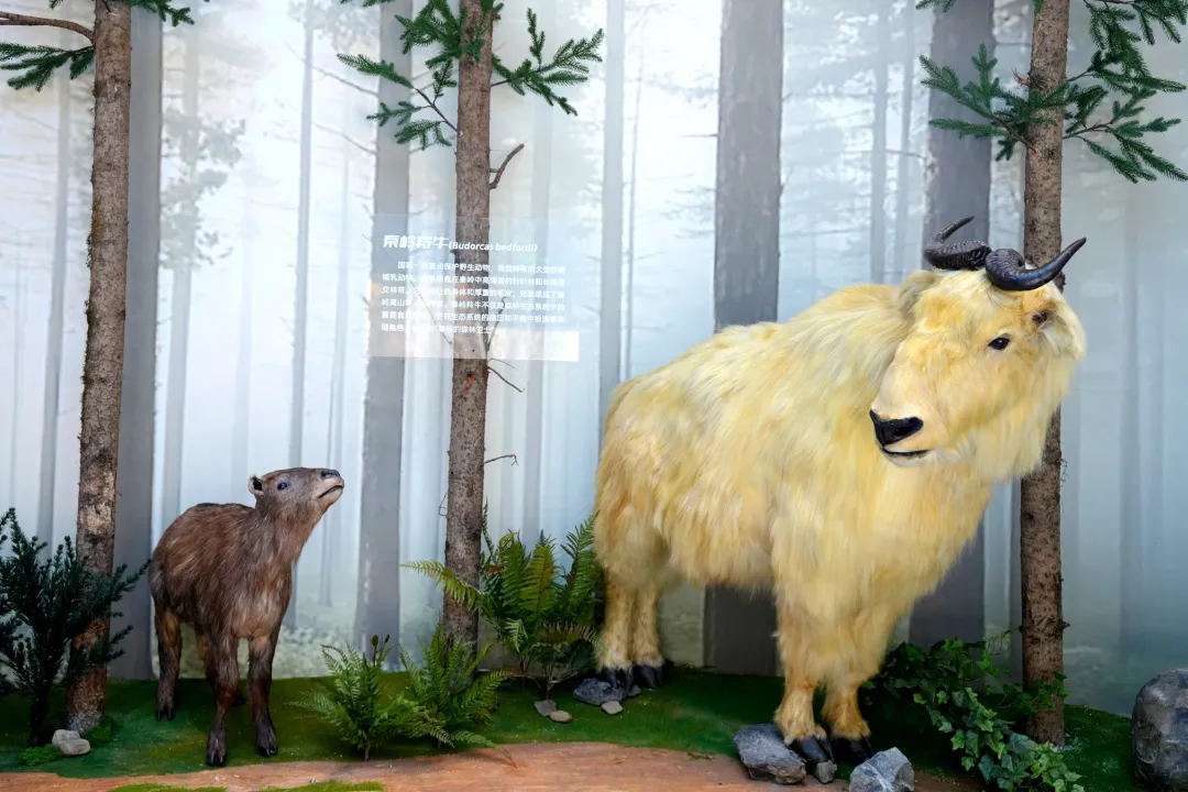 留坝新名片！感官全开，趣游秦岭