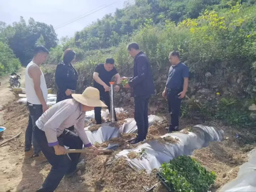 宁强：千亩工业辣椒铺就富民强村新路子
