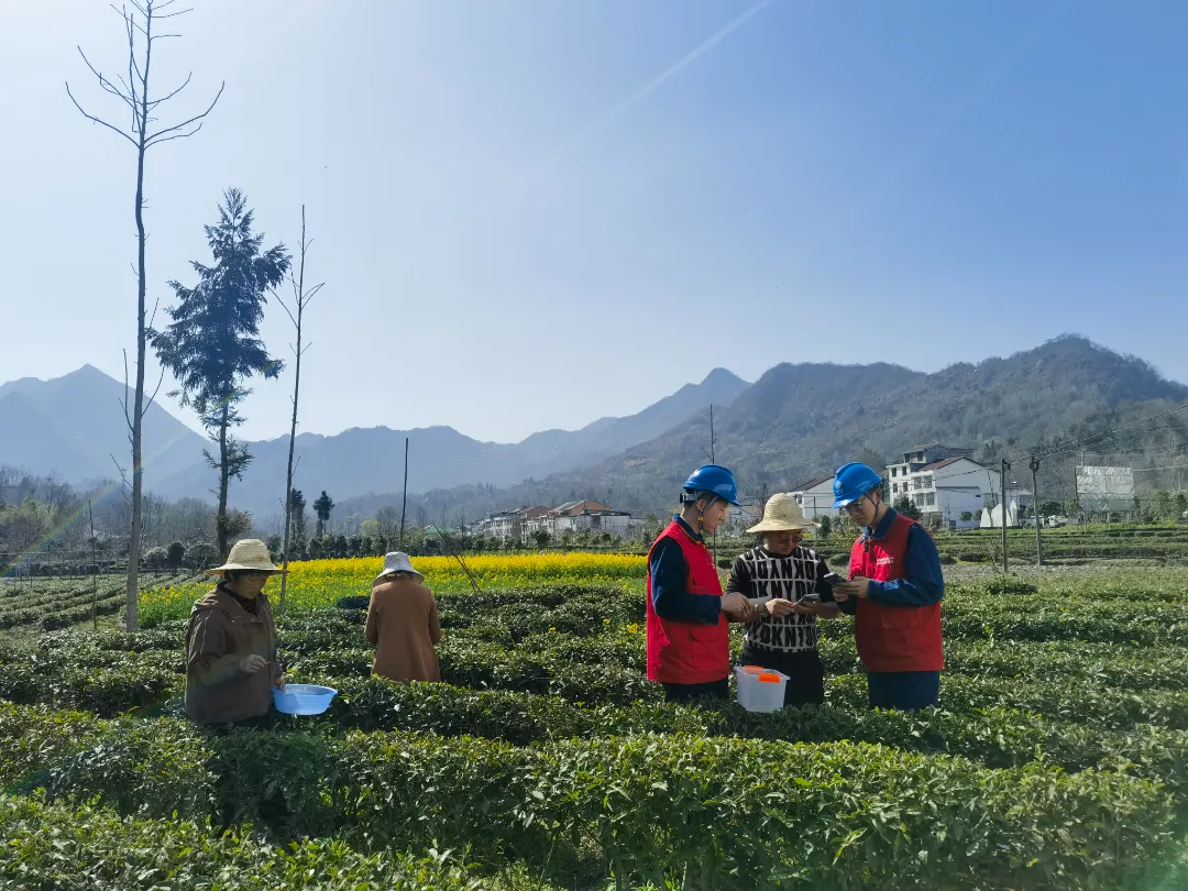 “最美茶乡”产茶忙  电力护航茶飘香