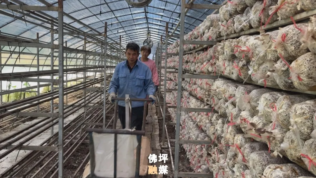 佛坪:大棚飘出菌菇香!富硒食用菌丰收,村民家门口就业增收