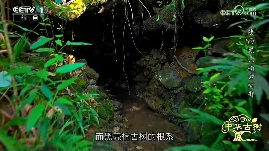 央视聚焦！西乡这片古树林惊艳了全国！