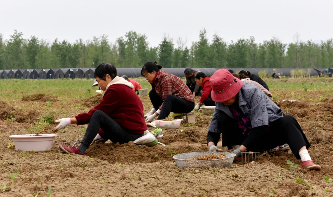 城固县举行“元胡之乡·城固——第二届元胡集中采挖交易暨现代农业产业链招商专题推介活动”
