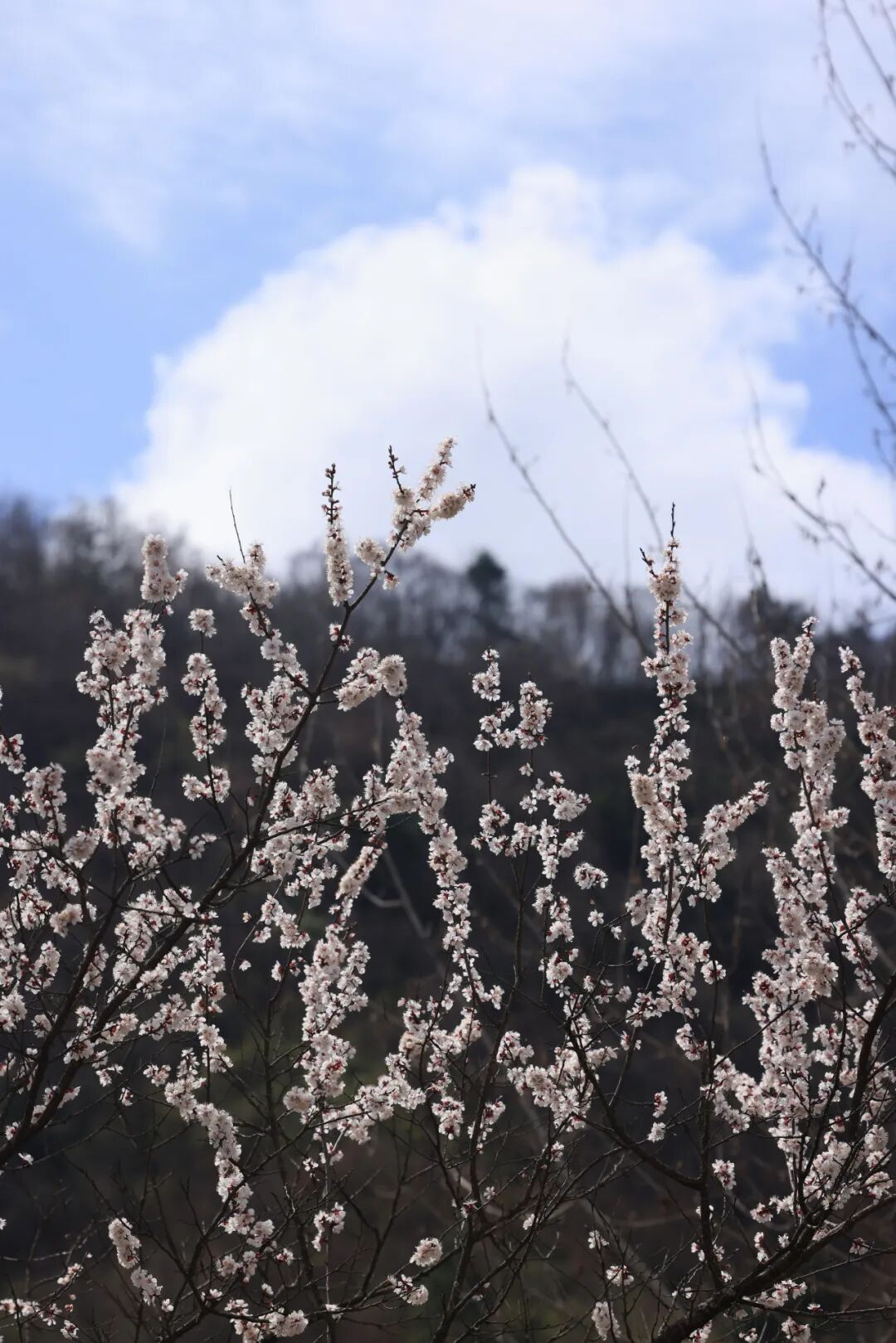清明春假去哪玩?留坝这几条神仙路线,把秦岭春天一网打尽