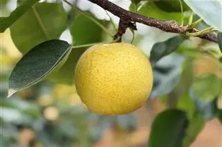 汉中的黄金梨熟了！甜度拉满~