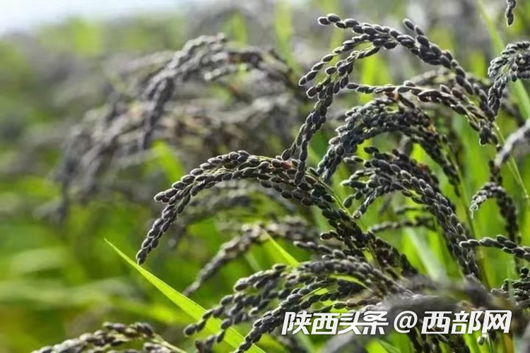 生态高颜值·发展高质量｜油菜花、牡丹花、黑稻田 汉中洋县有机产业有自己的“三原色”